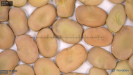 seed