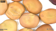 column seed