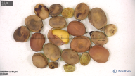 column seed