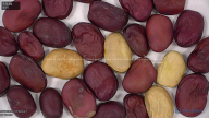 column seed