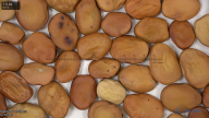 Click for 3 image(s) for this accession. seed