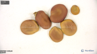 column seed