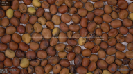 seed