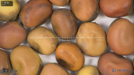 column seed