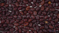 Click for 2 image(s) for this accession. seed