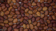 seed