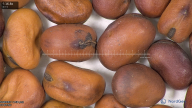 column seed