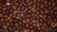 seed