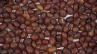 seed