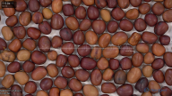 seed
