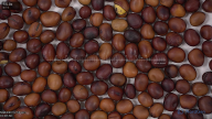 seed