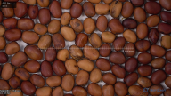 seed