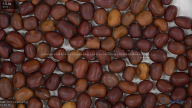 seed