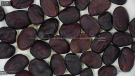 Click for 3 image(s) for this accession. seed
