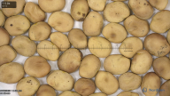 Click for 2 image(s) for this accession. seed