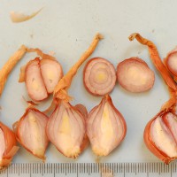 Click for 1 image(s) for this accession. Image